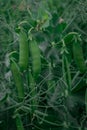 Green pea pods on plant growing in the garden, closeup Royalty Free Stock Photo