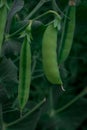 Green pea pods on plant growing in the garden, closeup Royalty Free Stock Photo