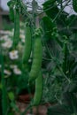 Green pea pods on plant growing in the garden, closeup Royalty Free Stock Photo