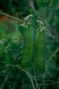 Green pea pods on plant growing in the garden, closeup Royalty Free Stock Photo