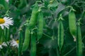 Green pea pods on plant growing in the garden, closeup Royalty Free Stock Photo