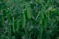 Green pea pods on plant growing in the garden, closeup Royalty Free Stock Photo