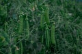 Green pea pods on plant growing in the garden, closeup Royalty Free Stock Photo