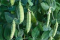 Green pea pods on plant growing in the garden Royalty Free Stock Photo