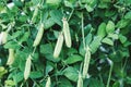 Green pea pods on plant growing in vegetable garden Royalty Free Stock Photo