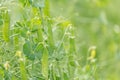 Green pea pods on a plants Royalty Free Stock Photo