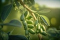 Green pea pods ripen on bush. Pods of ripening green peas closeup, Generative AI Royalty Free Stock Photo