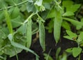 Green pea pods ripen on the bush. Vegetable garden with green peas. three pods of green peas. Royalty Free Stock Photo