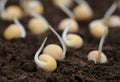 Green pea seedling Royalty Free Stock Photo