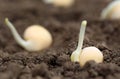 Green pea seedling Royalty Free Stock Photo