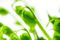 Green pea seedlings, front view and close up, microgreens of Pisum sativum