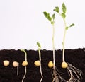 Green pea seeds germinating in soil Royalty Free Stock Photo