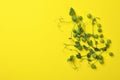 Green pea seeds and twigs on yellow background Royalty Free Stock Photo