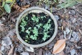 Green pea shoot Royalty Free Stock Photo