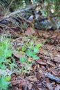 Green pea Shoot : healthy food Royalty Free Stock Photo