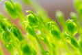 Green pea shoots, front view and close up of microgreens Royalty Free Stock Photo