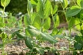Green pea shoots in the garden. Royalty Free Stock Photo