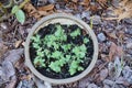 Green pea Shoot : healthy food Royalty Free Stock Photo