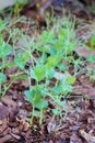 Green pea Shoot : healthy food Royalty Free Stock Photo