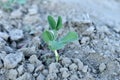 A green pea sprout sprouted in the garden.