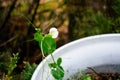 Green pea Shoot and white flower Royalty Free Stock Photo