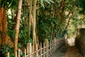 Bamboo forest and small dirt alley, Sakura city, Chiba, Japan