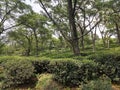 Green and peaceful tea garden