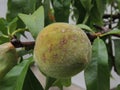 Green peach with spots of fungal infection
