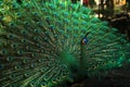Green peacock with a beautiful tail