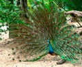 The Green Peacock expanded its wings.