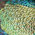 Green Peacock feathers