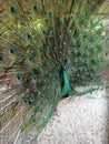 The Green peacock show its tail Royalty Free Stock Photo