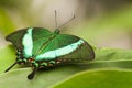 Green Peacock Swallowtail