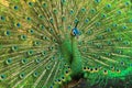Green peacock with very beautiful tail and fur