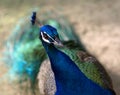 Green Peafowl Royalty Free Stock Photo