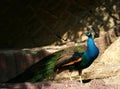 Green Peafowl Royalty Free Stock Photo