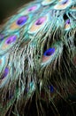 Green Peafowl feather Royalty Free Stock Photo