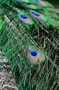 Green Peafowl feather Royalty Free Stock Photo