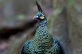 Green peafowl Pavo muticus Beautiful Male Birds of Thailand Royalty Free Stock Photo