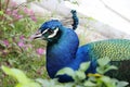 Green peafowl Pavo muticus Royalty Free Stock Photo