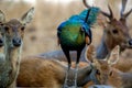 The green peafowl - Pavo muticus Royalty Free Stock Photo