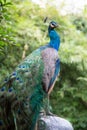 A Green Peafowl (Pavo muticus) Royalty Free Stock Photo