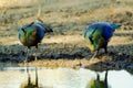 The green peafowl, Pavo muticus Royalty Free Stock Photo