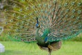 Green Peafowl of Thailand Royalty Free Stock Photo