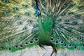 Green Peafowl of Thailand