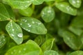 Green peanut leaves with dew drops close-up