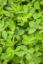 Green peanut leaves with dew drops close-up