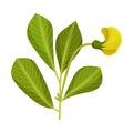 Green Peanut Plant with Blossoming Bud Vector Illustration Royalty Free Stock Photo