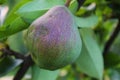 Green pear on a branch with a leafs Royalty Free Stock Photo