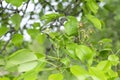 Green pear after flowering on a branch. Unripe fruit. Gardening